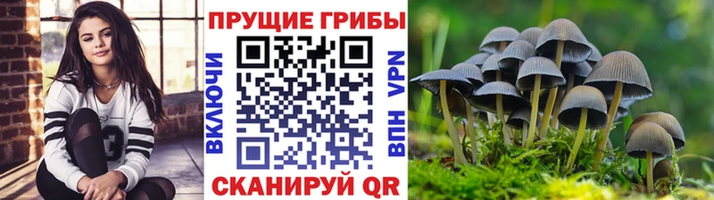 Купить закладки  Грозный  Псилоцибиновые грибы Psilocybe 